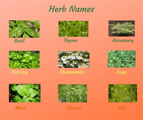 Herb Plants Names With Pictures - Garden Plant