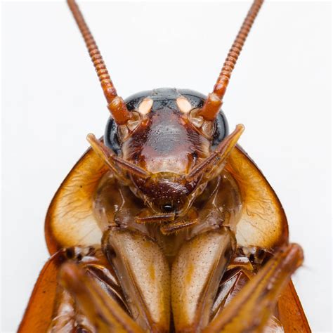 13 Facts About the Australian Cockroach | Fantastic Pest Control