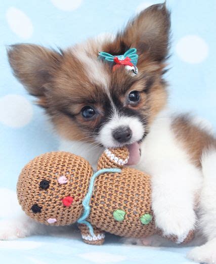 teacup papillon | Papillon puppy, Papillon puppies for sale, Papillon dog