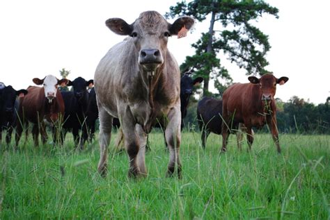 White Oak Pastures - LocalHarvest