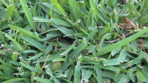 How to Plant, Grow, and Care for Centipede Grass Lawn