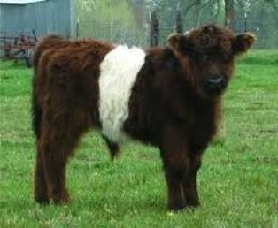 Guide to Miniature Cattle Breeds for Your Small Modern Homesteading Farm