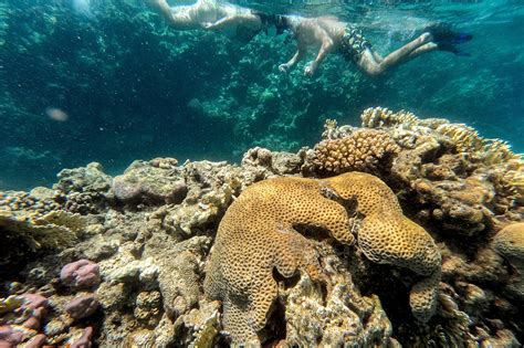 Red Sea corals threatened by mystery sea urchin deaths