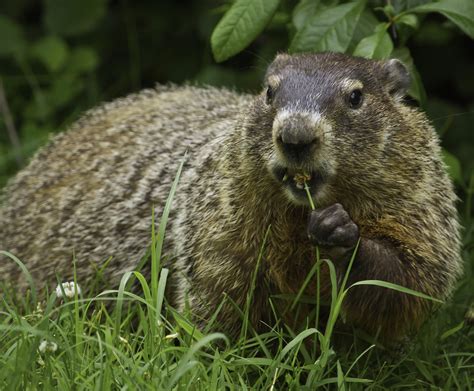 Groundhog | Shenandoah National Park | Flickr