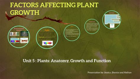 FACTORS AFFECTING PLANT GROWTH by Jessica A on Prezi Next