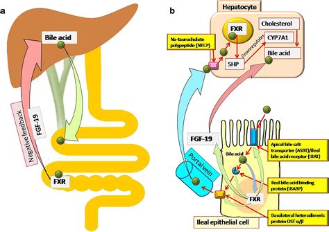 Marshall and Warren Lecture 2019: A paradigm shift in pathophysiological basis of irritable ...