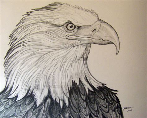 Eagle Drawings In Pencil