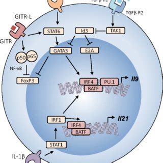 Signaling pathways that promote interleukin-9 and interleukin-21 production | Download ...