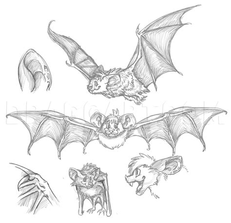 How To Draw A Cartoon Bat, Step by Step, Drawing Guide, by Dawn ...