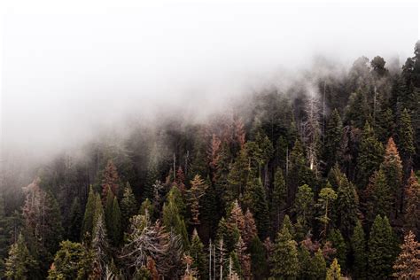 Free Images : mist, shortleaf black spruce, fog, tree, atmospheric ...