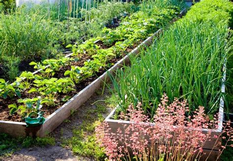 7 Vegetable Garden Layout Ideas To Grow More Food In Less Space Row Gardening, Gardening Humor ...