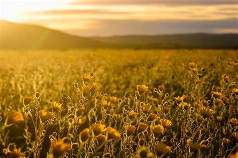 Meadow of Sunflowers · Free Stock Photo