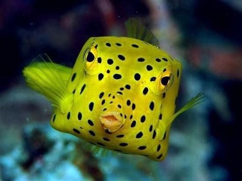 Boxfish - Appearance, Habitat, Diet & Lifespan - Top10animal