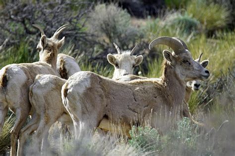 Sierra Nevada Bighorn Sheep II Photograph by Dale Matson | Fine Art America