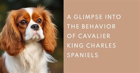 The Fascinating Behavioral Problems Of Cavalier King Charles Spaniels