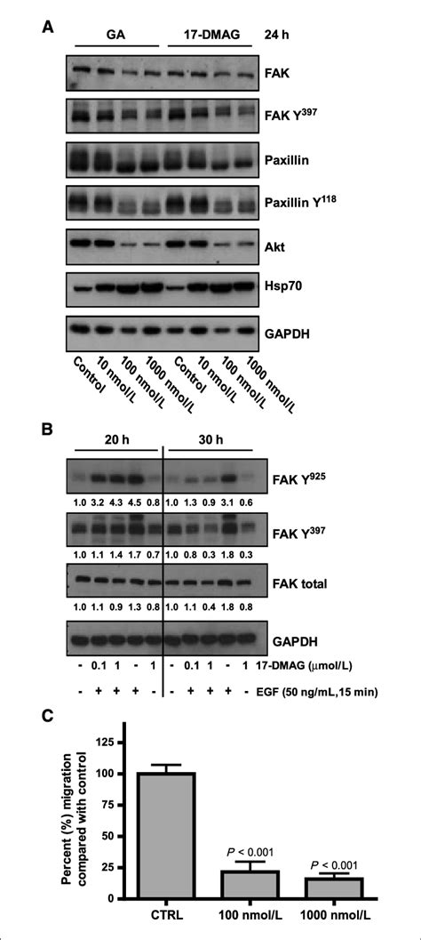 Hsp90 inhibition suppresses focal adhesion signaling. A, geldanamycin... | Download Scientific ...
