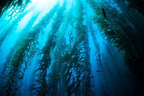 Kelp forests capture nearly 5 million tonnes of CO2 annually | New ...