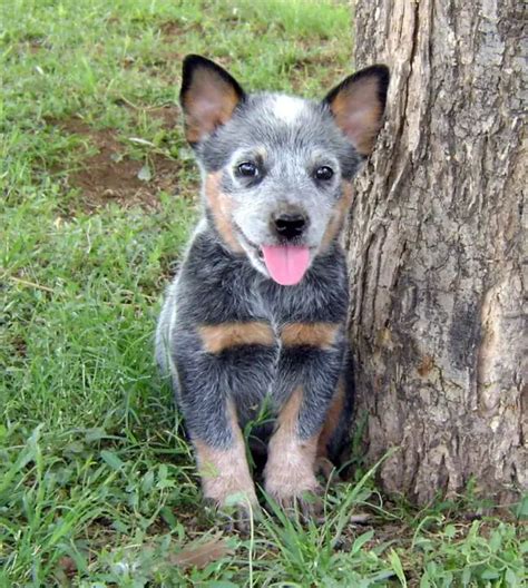 Where to Find Queensland Heeler Puppies for Sale - Dogable