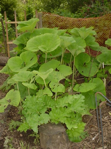 Crop summary: Fuki, Petasites japonicus | Permaculture, Perennial ...