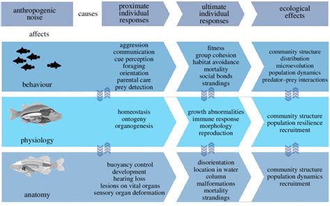 The effects of anthropogenic noise on individuals' anatomy, physiology ...
