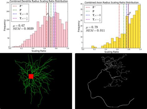 How axon and dendrite branching are guided by time, energy, and spatial constraints. - Abstract ...