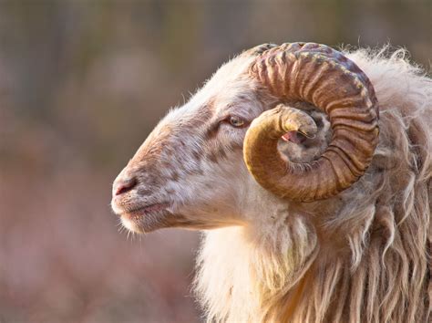 The primal baritone burst of the shofar | Ilana Fodiman-Silverman | The ...