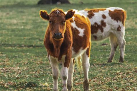 What is a Steer? Differences Between Steers and Other Bovines