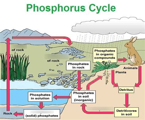 Absorption By Plants In Phosphorus Cycle at Eduardo Cleary blog