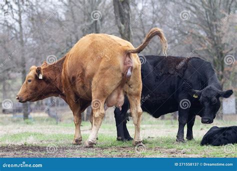 Cow Giving Birth, Beginning Stages Stock Image - Image of early, cattle: 271558137