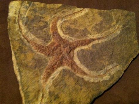 Rock Hard Fossils: Fossil Echinoderms