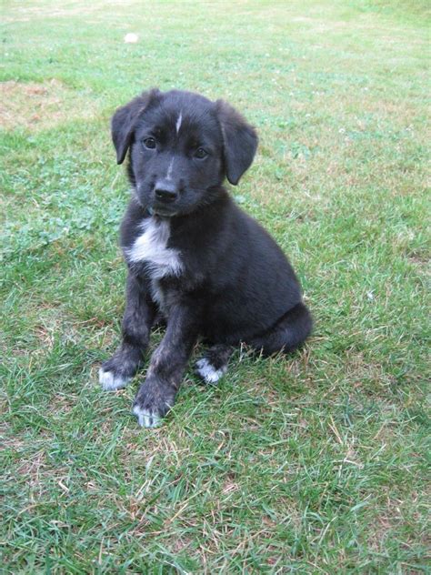 Chocolate Lab Shepherd Mix Puppies : Pin On Miscellaneous Must Haves ...