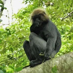 Nilgiri Langur - Facts, Diet, Habitat & Pictures on Animalia.bio