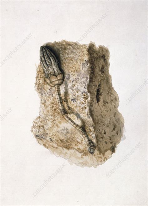 Fossil crinoid, artwork - Stock Image - C016/5568 - Science Photo Library