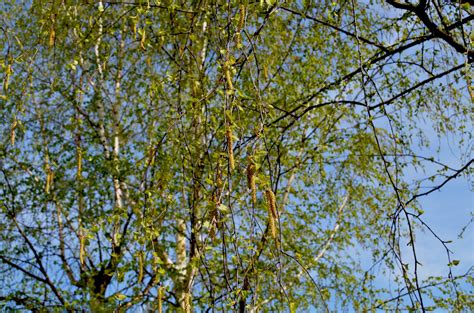 Birch Catkins Free Stock Photo - Public Domain Pictures