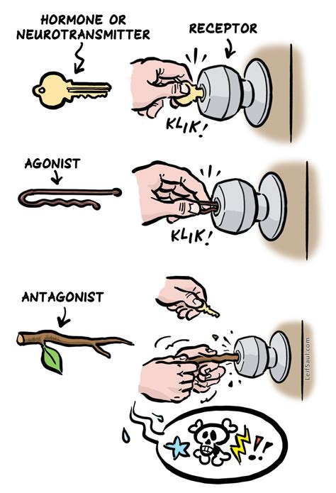 Receptor and signal molecule as lock and key – Leif Saul | Life Science ...