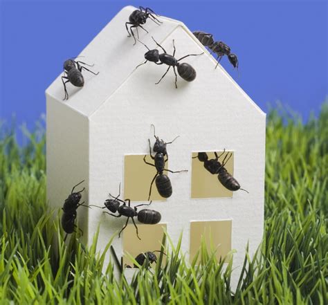 Small Black Ants In House How To Get Rid Of - bmp-spatula