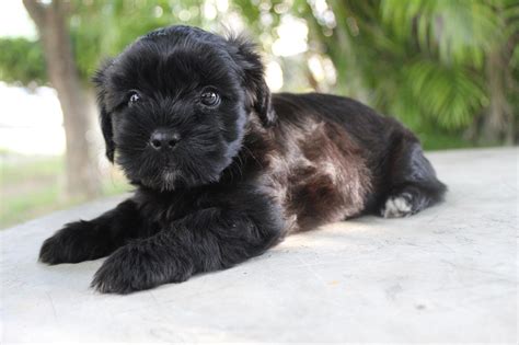 15 Cutest Shih-Poo Haircuts To Ask Your Groomer To Try