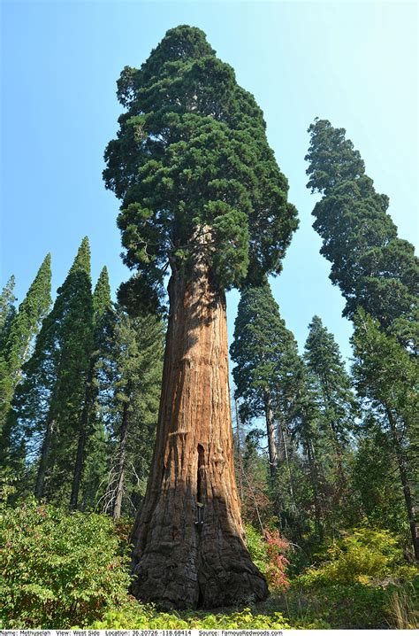 Methuselah Tree - Famous Redwoods