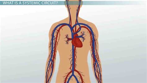 Carry Oxygenated Blood Except of the veins carry deoxygenated blood to heart with exception ...