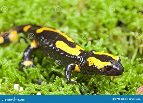 Fire Salamander Stock Photos - Image: 27150363