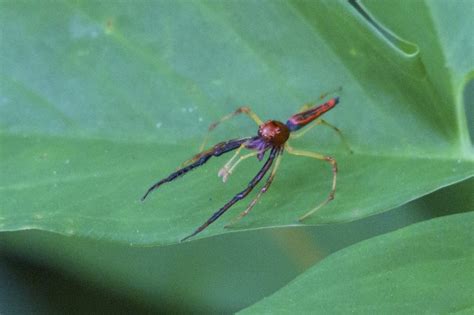 National Day Love SG Nature Walk @ Singapore Quarry – Cicada Tree Eco-Place