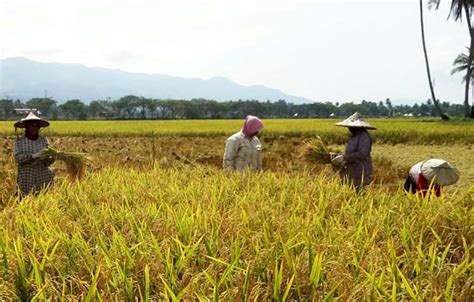 DPPP Sebut Hasil Panen Padi di Ketapang Meningkat – Ketapangnews.com – Portal Berita Ketapang