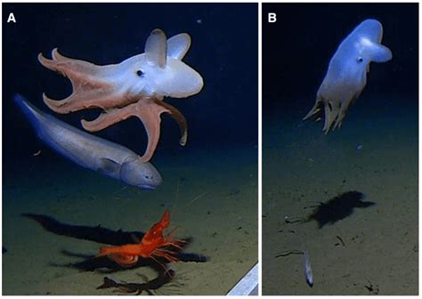 The iconic 'Dumbo' octopus stars in the deepest-ever octopus sighting