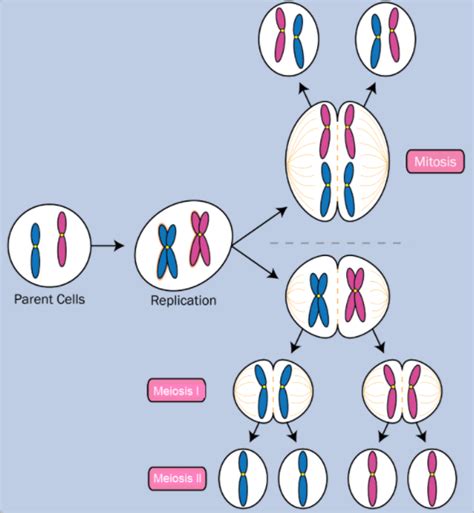 What is one major difference between a human skin cell and a human egg cell? A. Egg cell has ...