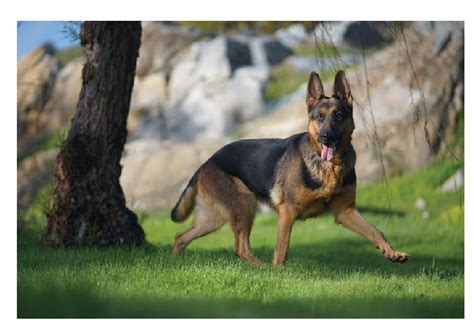 German Shepherd || History, Breed overview and diet