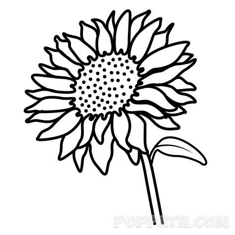 Sunflower Drawing Pictures at GetDrawings | Free download