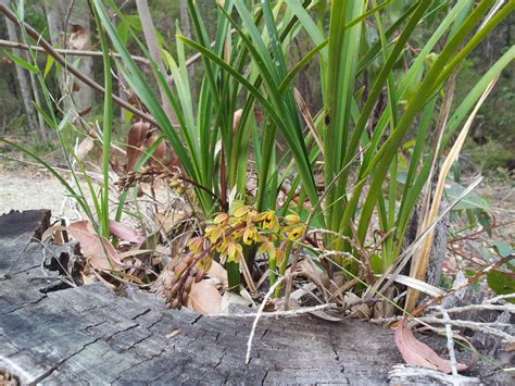 Australian Native Orchids | Gardening With Angus