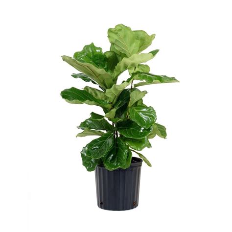 Best Trees and Plants From Home Depot | POPSUGAR Home