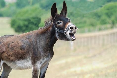 Donkey - Animal Facts for Kids - Characteristics & Pictures