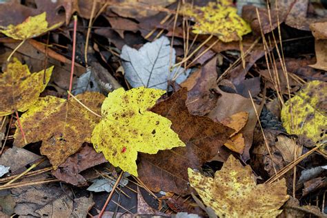 Leaf Litter Photograph by Kathy Clark - Fine Art America